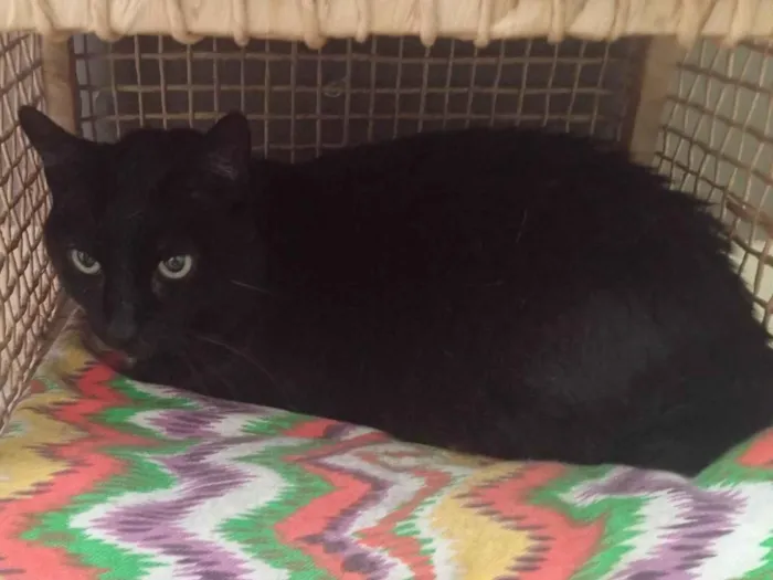 Gato ra a SRD-ViraLata idade 6 ou mais anos nome Negão 