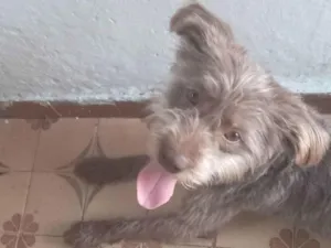 Cachorro raça SRD-ViraLata idade 1 ano nome FRED