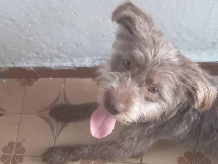 Cachorro ra a SRD-ViraLata idade 1 ano nome FRED