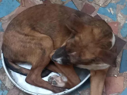 Cachorro raça SRD-ViraLata idade 2 a 6 meses nome Laika e luk