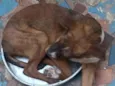 Laika e luk