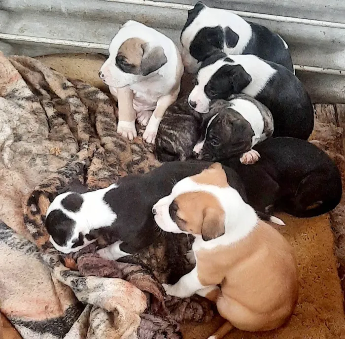 Cachorro ra a Pit-Bull idade 2 a 6 meses nome Lindos filhotes 