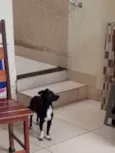 Pretinho