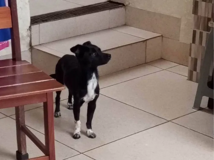 Cachorro ra a SRD-ViraLata idade 2 anos nome Pretinho 