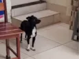 Pretinho