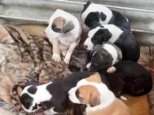 Cachorro raça Pit-Bull idade 2 a 6 meses nome Lindos filhotes 
