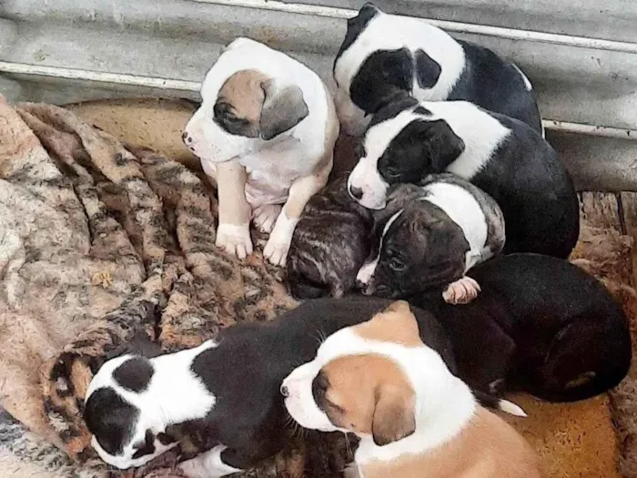 Cachorro ra a Pit-Bull idade 2 a 6 meses nome Lindos filhotes 