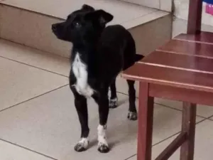 Cachorro raça SRD-ViraLata idade 2 anos nome Pretinho 