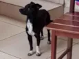 Pretinho