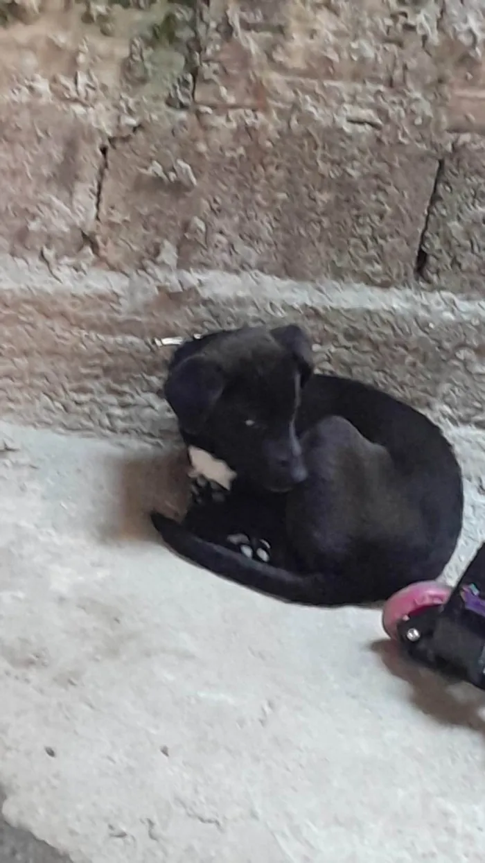 Cachorro ra a SRD-ViraLata idade 2 a 6 meses nome Bingo