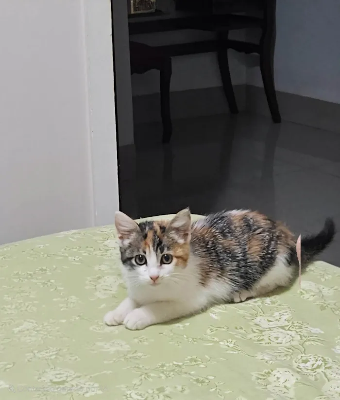 Gato ra a SRD-ViraLata idade 2 a 6 meses nome Nenê 