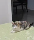 Nenê
