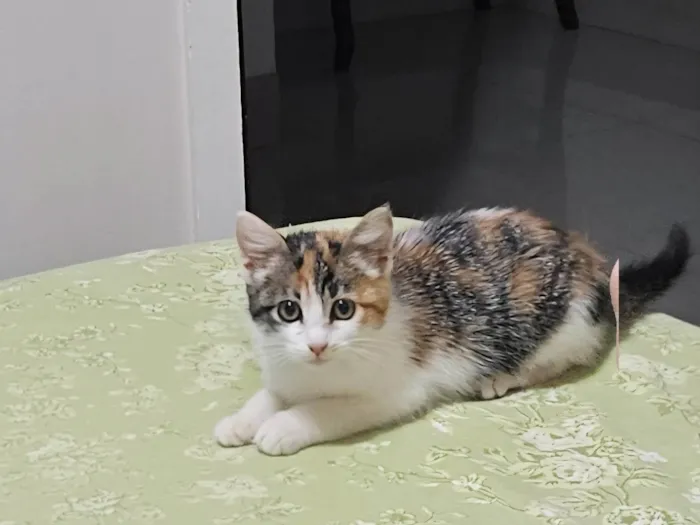 Gato ra a SRD-ViraLata idade 2 a 6 meses nome Nenê 