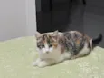 Nenê