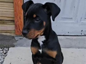 Cachorro raça Rottweiler idade 2 a 6 meses nome Astro