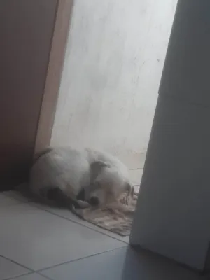 Cachorro raça SRD-ViraLata idade 2 anos nome Pandora 