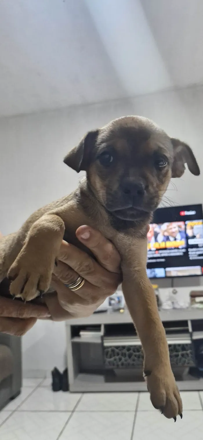 Cachorro ra a SRD-ViraLata idade 2 a 6 meses nome Pingo de ouro