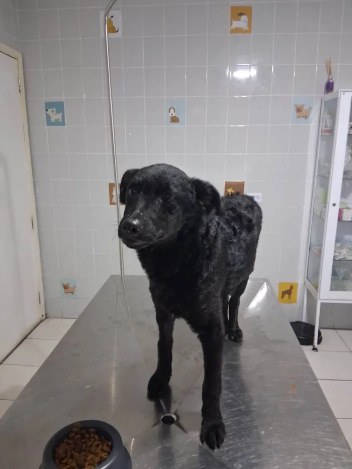 Cachorro ra a SRD-ViraLata idade 2 a 6 meses nome Pretinho