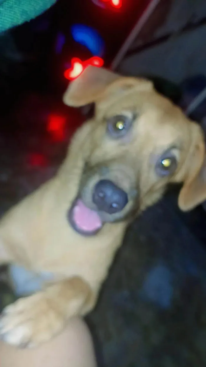 Cachorro ra a Maltês idade 7 a 11 meses nome Aslo