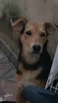 PANDORA