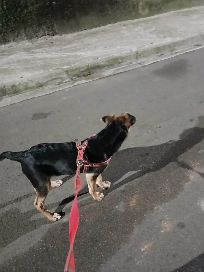 Cachorro ra a SRD-ViraLata idade 2 a 6 meses nome PANDORA 