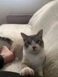 Mano
