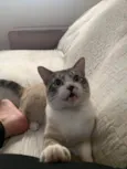 Mano