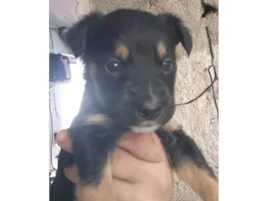 Cachorro raça SRD-ViraLata idade Abaixo de 2 meses nome Filhote