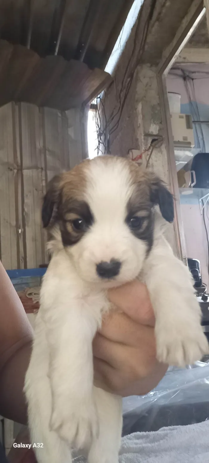 Cachorro ra a SRD-ViraLata idade Abaixo de 2 meses nome Filhote