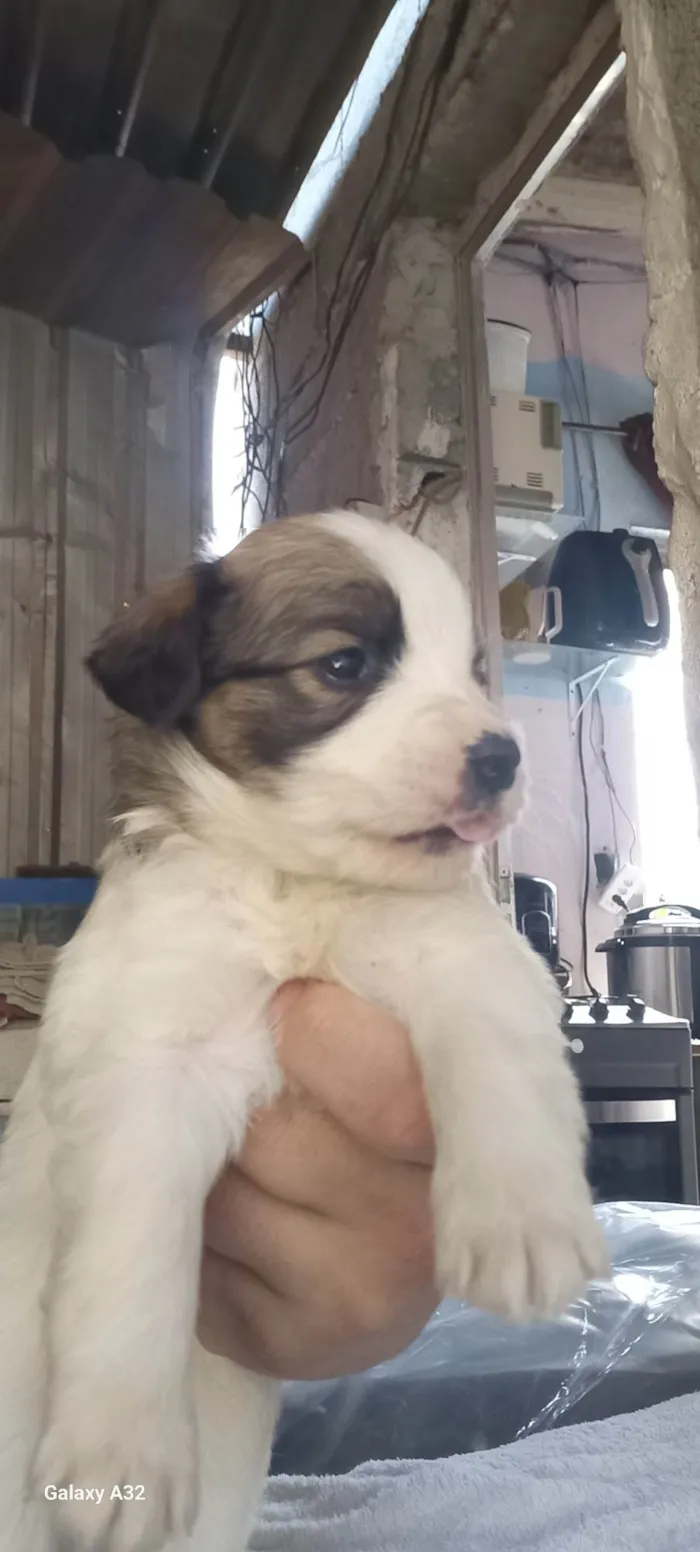 Cachorro ra a SRD-ViraLata idade Abaixo de 2 meses nome Filhote