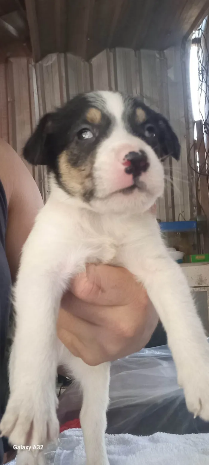 Cachorro ra a SRD-ViraLata idade Abaixo de 2 meses nome Filhote