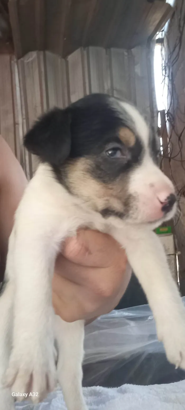 Cachorro ra a SRD-ViraLata idade Abaixo de 2 meses nome Filhote