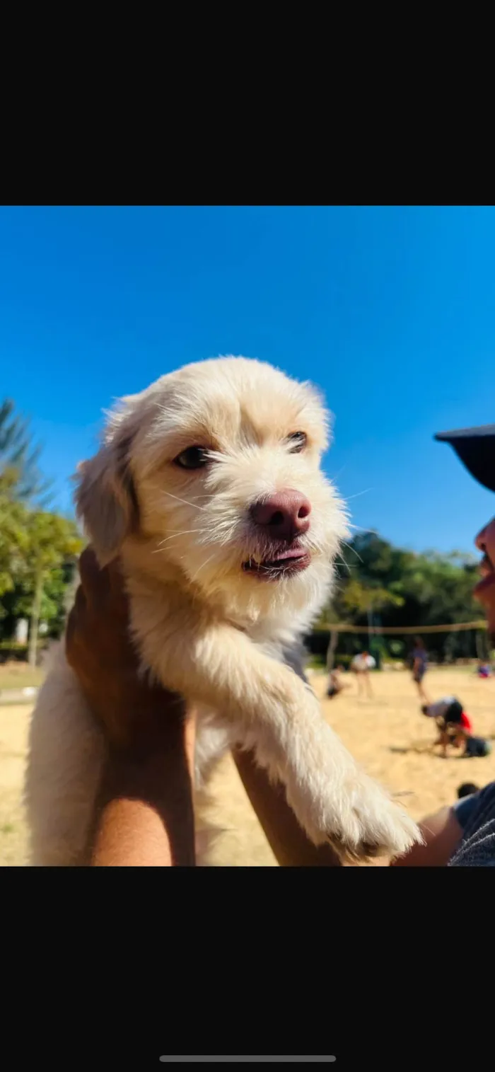 Cachorro ra a SRD-ViraLata idade 7 a 11 meses nome Dukie