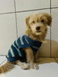 Dukie
