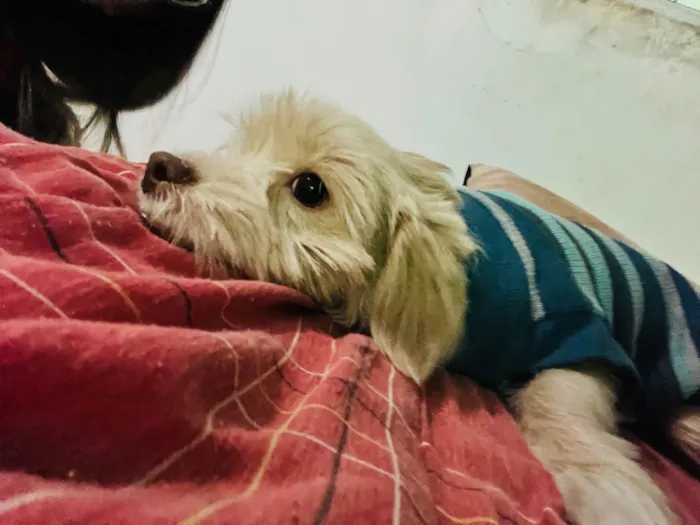 Cachorro ra a SRD-ViraLata idade 7 a 11 meses nome Dukie