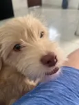 Dukie