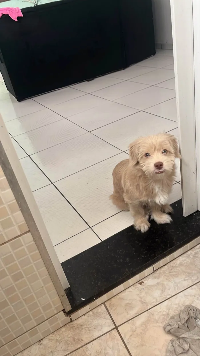 Cachorro ra a SRD-ViraLata idade 7 a 11 meses nome Dukie