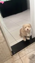 Dukie