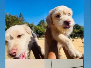 Cachorro raça SRD-ViraLata idade 7 a 11 meses nome Dukie