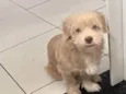 Dukie