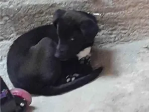 Cachorro raça SRD-ViraLata idade 2 a 6 meses nome Bingo