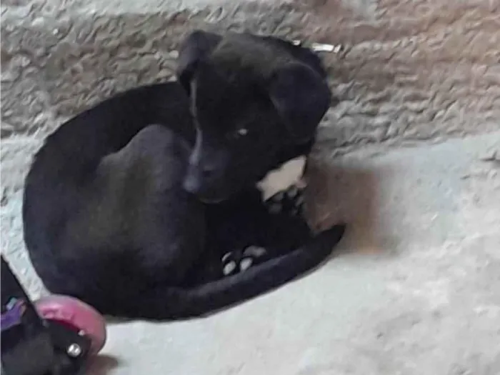 Cachorro ra a SRD-ViraLata idade 2 a 6 meses nome Bingo