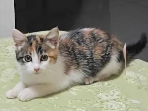 Gato raça SRD-ViraLata idade 2 a 6 meses nome Nenê 