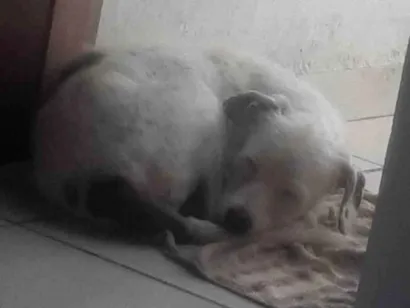 Cachorro raça SRD-ViraLata idade 2 anos nome Pandora 
