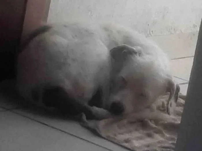 Cachorro ra a SRD-ViraLata idade 2 anos nome Pandora 