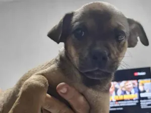 Cachorro raça SRD-ViraLata idade 2 a 6 meses nome Pingo de ouro