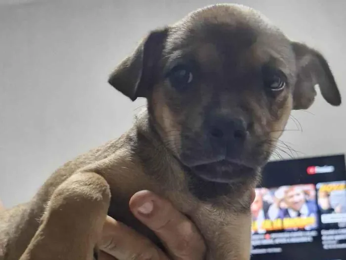 Cachorro ra a SRD-ViraLata idade 2 a 6 meses nome Pingo de ouro