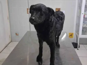 Cachorro raça SRD-ViraLata idade 2 a 6 meses nome Pretinho