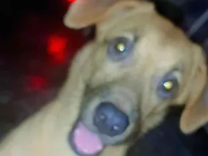 Cachorro raça Maltês idade 7 a 11 meses nome Aslo