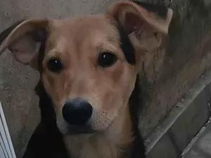 Cachorro raça SRD-ViraLata idade 2 a 6 meses nome PANDORA 